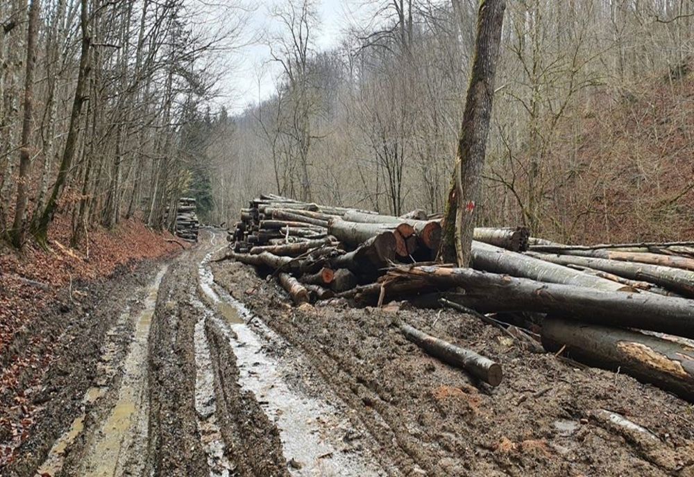 Tânăr rănit grav pe un drum forestier