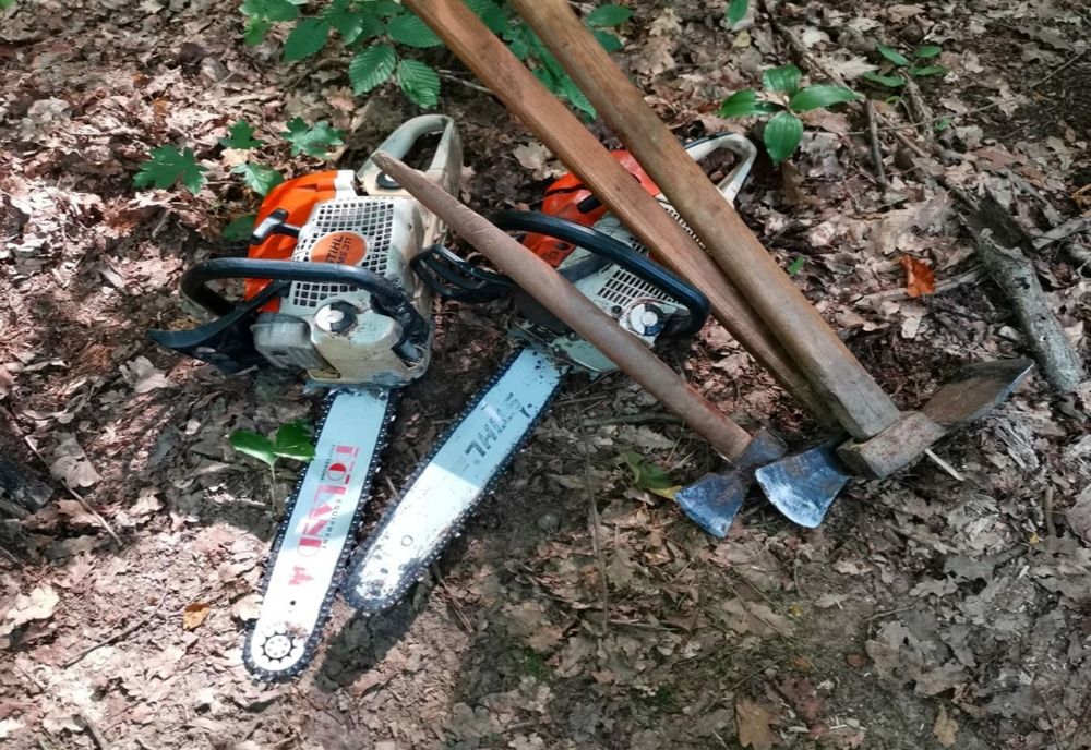 Ghinion! Dosar penal după ce au furat 13 arbori din specia merișor și gorun