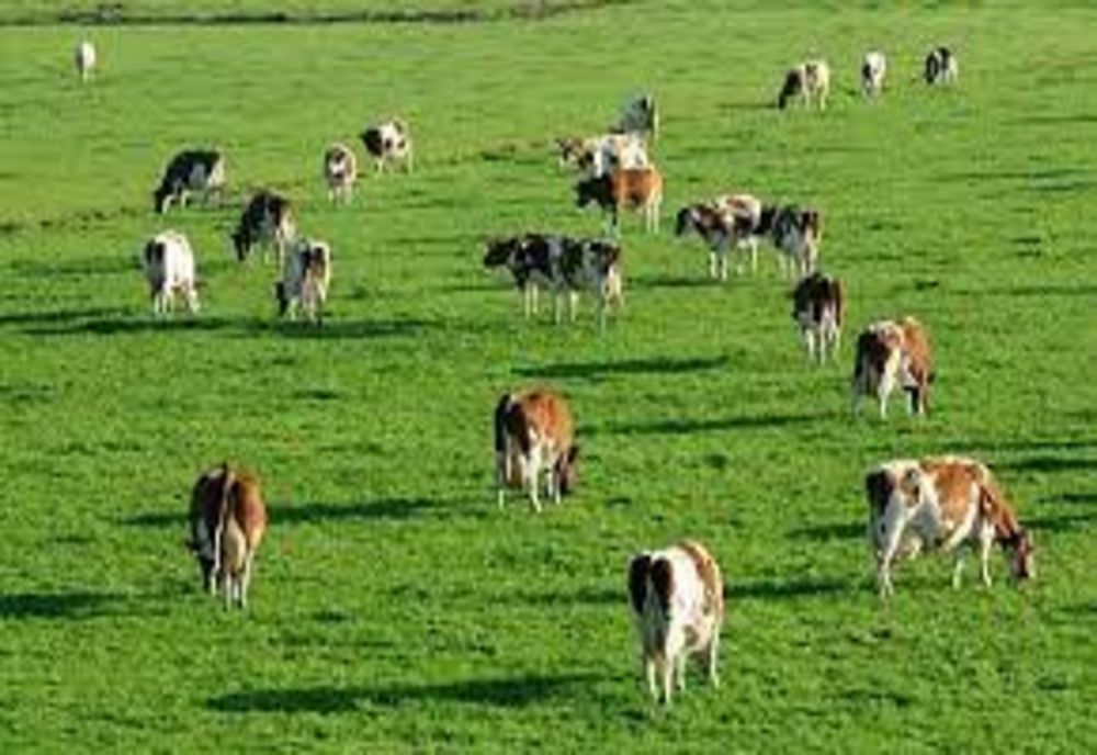 Ministrul Chesnoiu:  Subvenția APIA pe pășune încasată doar de cei care asigură încărcătura cu animale!