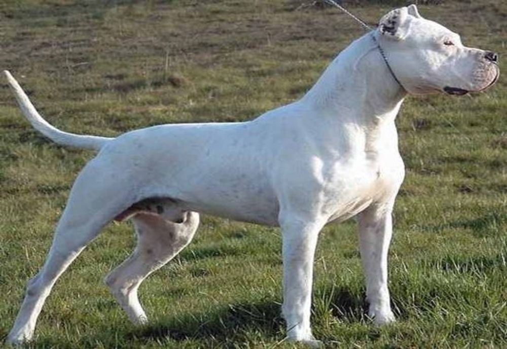 Câine ÎMPUȘCAT MORTAL în plină zi, lângă o școală! Proprietarii sunt ÎNGROZIȚI