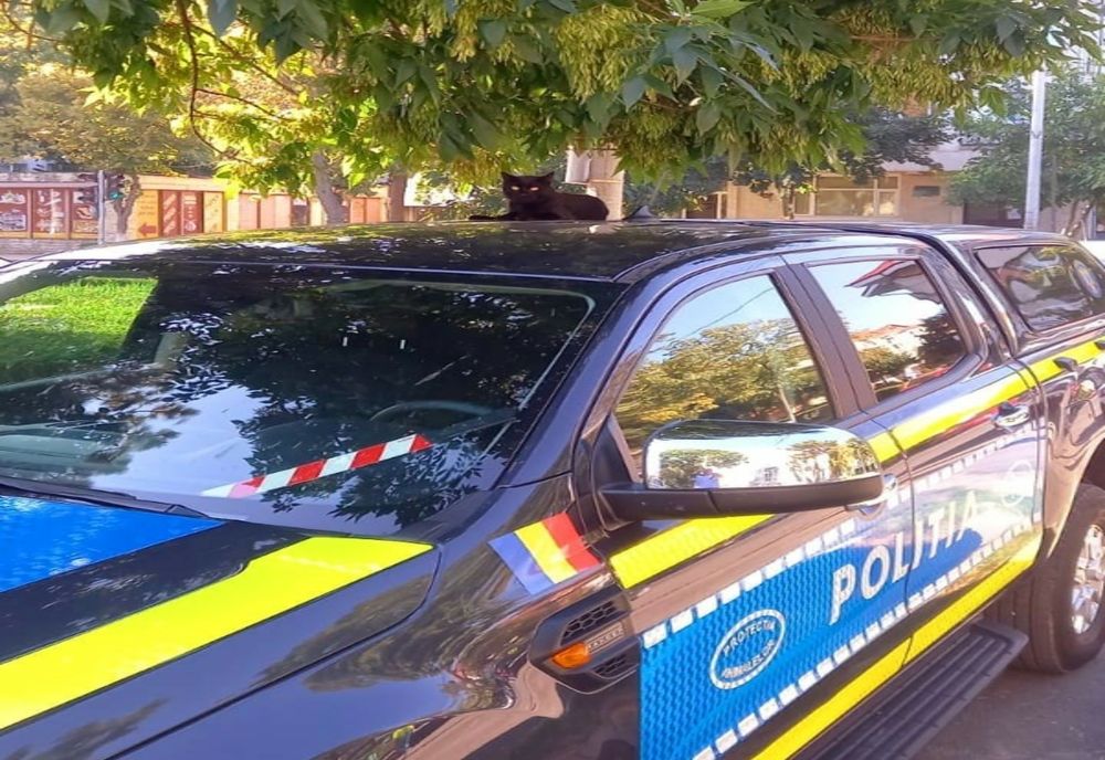 Departe de casă. Sibieni drogaţi, prinși la volan de două ori într-o zi în Călărași