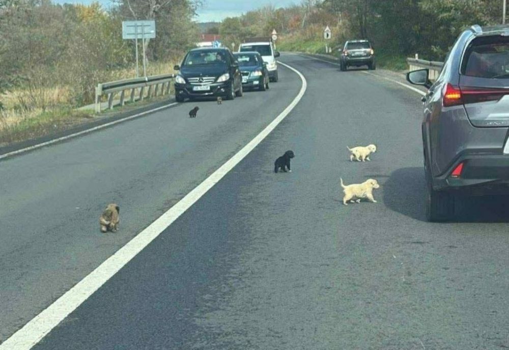 ZECE CĂȚELUȘI ABANDONAȚI PE MARGINEA DN14, SALVAȚI DE O LOCALNICĂ. POLIȚIA A DESCHIS DEJA O ANCHETĂ PENTRU IDENTIFICAREA FĂPTAȘULUI