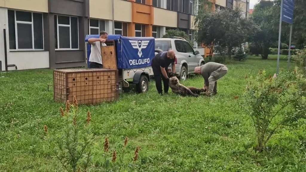 O ursoaică și-a făcut apariția pe un bulevard din Sibiu