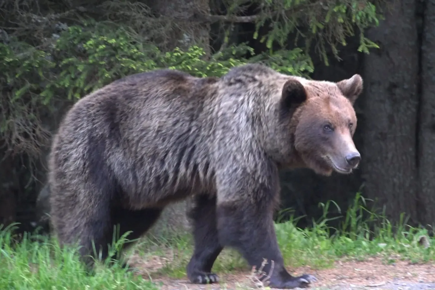 Alertă în Poiana Brașov! Un urs care intra în mod repetat în stațiune a fost împușcat