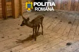 Pui de căprioară, descoperit la o stână. Era deținut ilegal