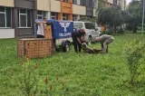 O ursoaică și-a făcut apariția pe un bulevard din Sibiu