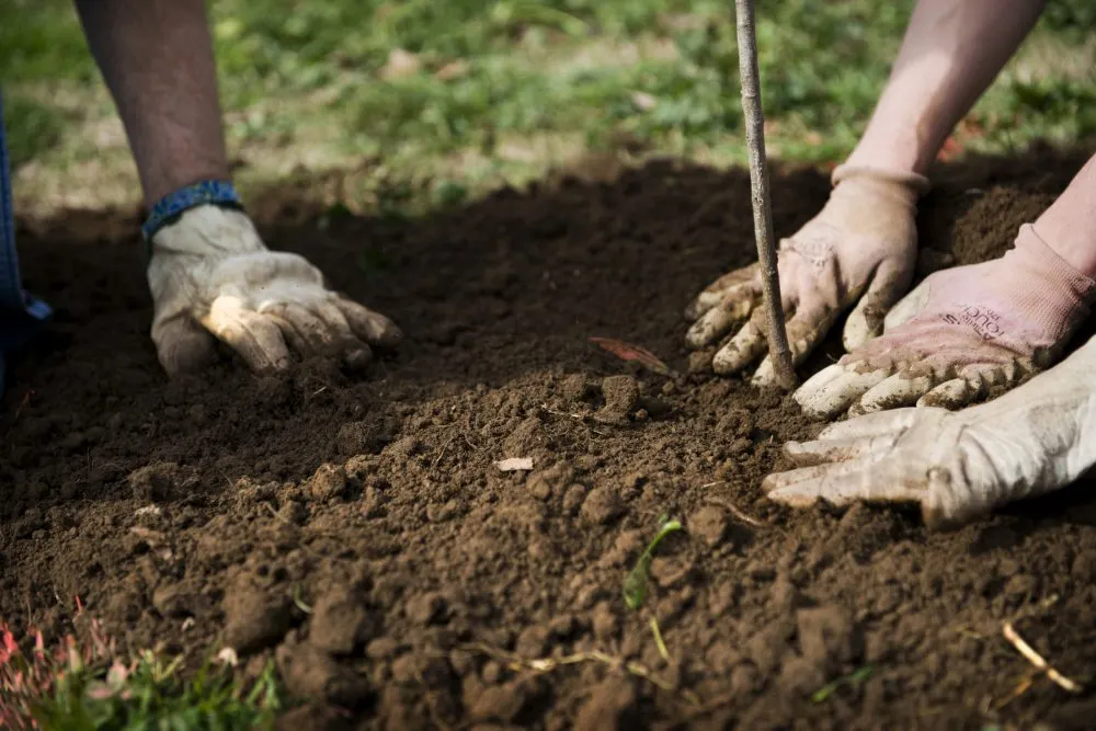 plantare pomi