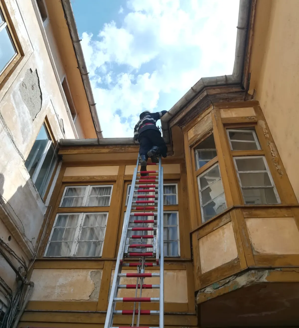 pisicuta salvata