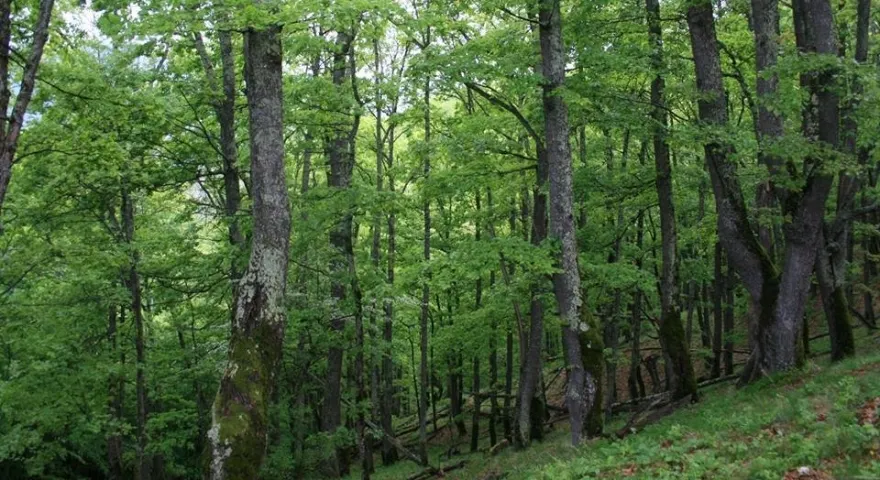 socrul-sef-peste-paduri