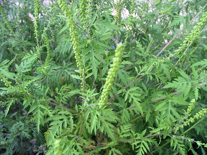 ambrosia3_gr
