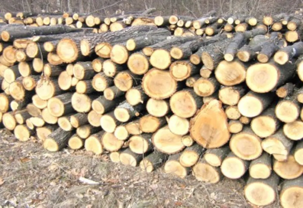 Amenzi de peste 10.000 de lei pentru un depozit de lemne fără acte în regulă
