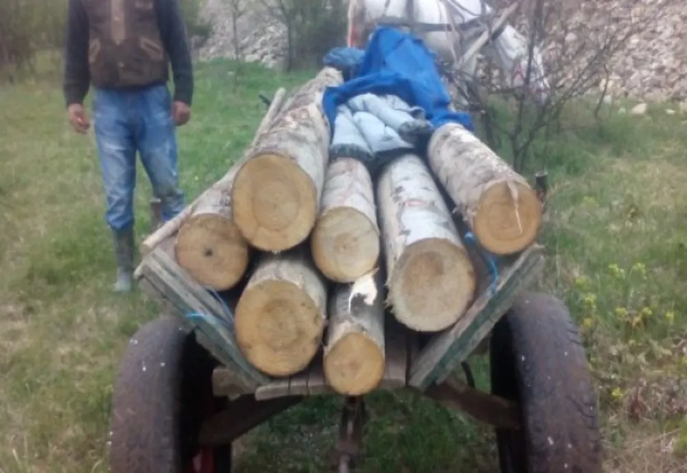 Dosare penale pentru doi bărbaţi din Netuş, care au furat lemne din pădure