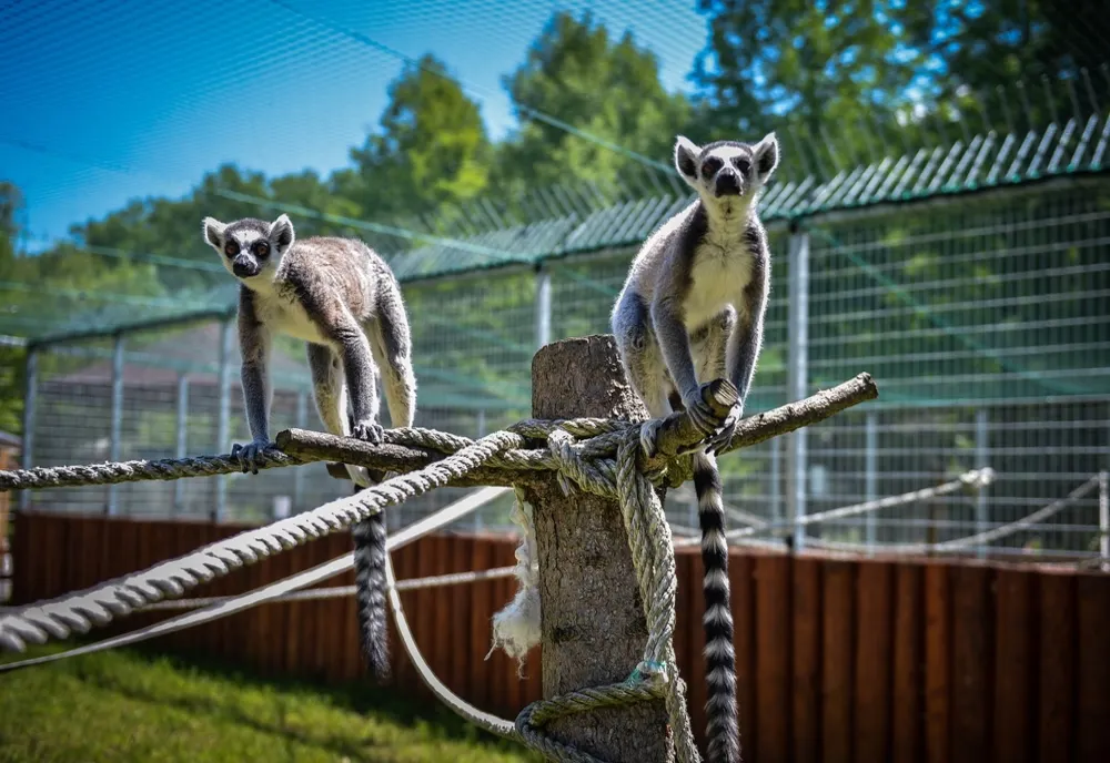 Se redeschide Grădina Zoologică din Sibiu. Măsuri speciale pentru vizitatori
