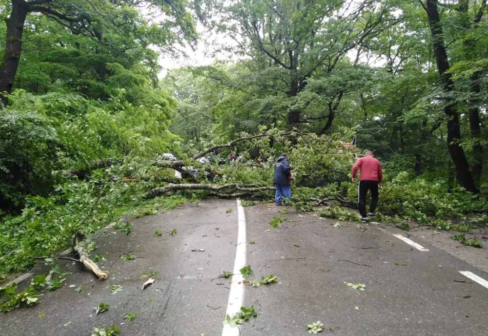 Trafic blocat între Sibiu și Cisnădioara, din cauza unui copac căzut pe carosabil