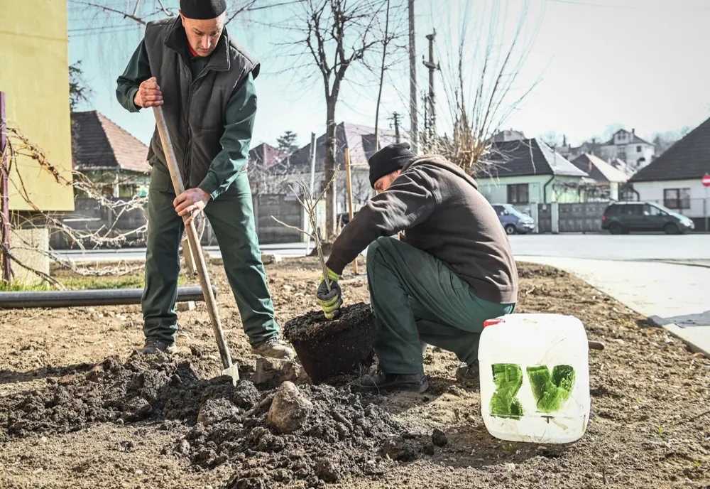 Cartierul Ștrand devine mai verde. Plantări și în alte zone din oraș