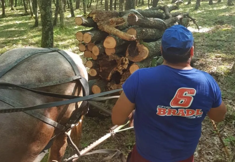 Infracțiuni la regimul silvic! Amenzi de peste 55.000 de lei
