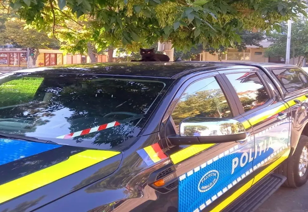 Departe de casă. Sibieni drogaţi, prinși la volan de două ori într-o zi în Călărași