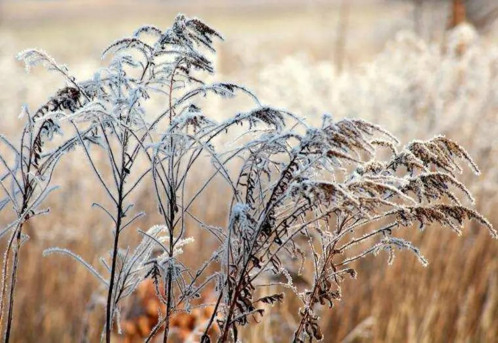 VREMEA 5 FEBRUARIE. TEMPERATURI NORMALE PENTRU ACEASTĂ PERIOADĂ 