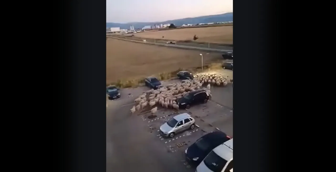 Oaie luată la bătaie de cioban, în Sibiu. Foto/Captură video