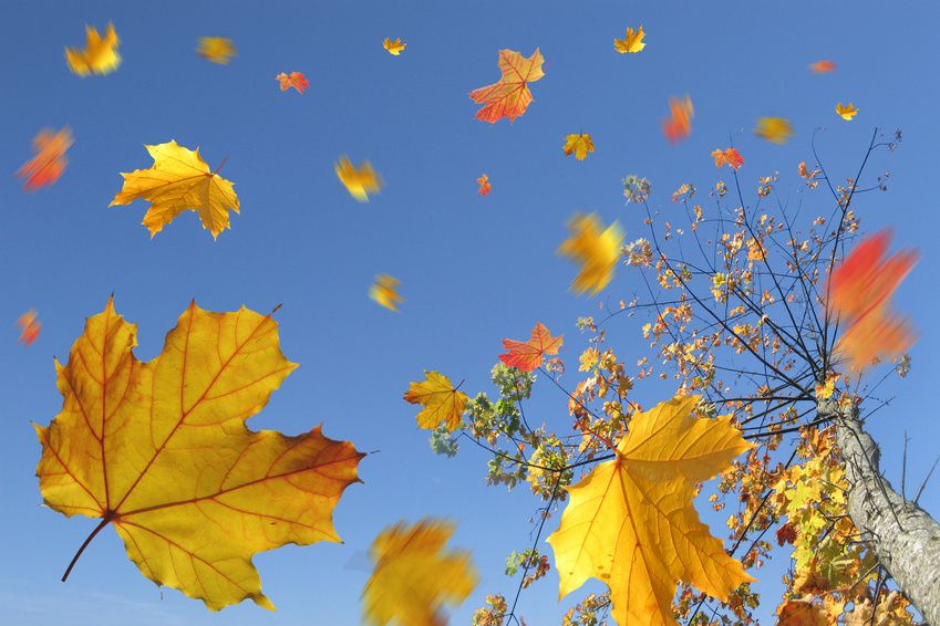 Herbstlaub im Wind