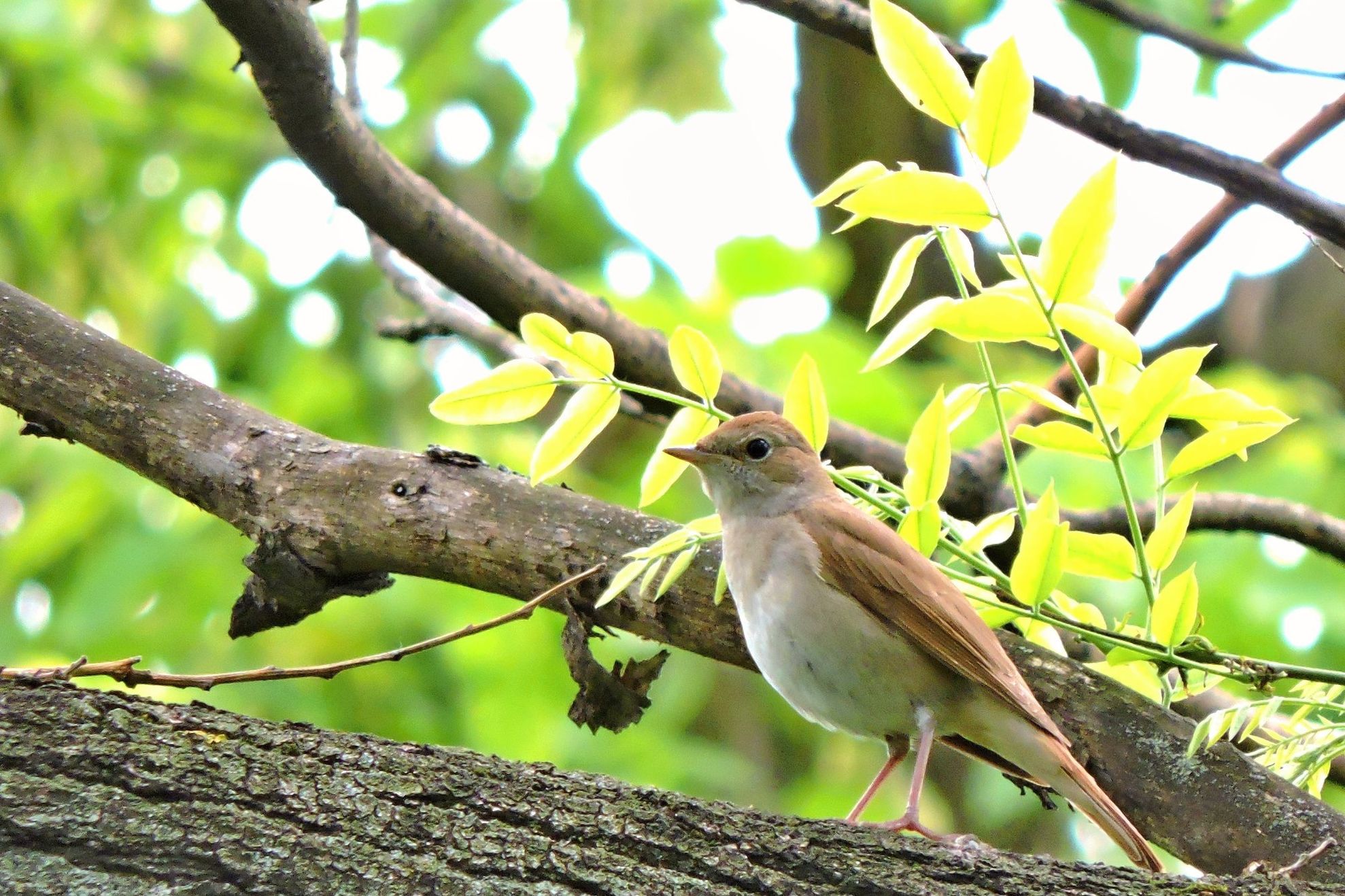 foto credit Helen Beatrice Sforaru