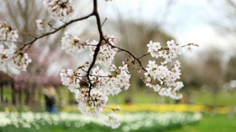 vreme_frumoasa_poya_81154200