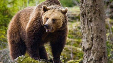 urs_la_comarnic_90_07688800