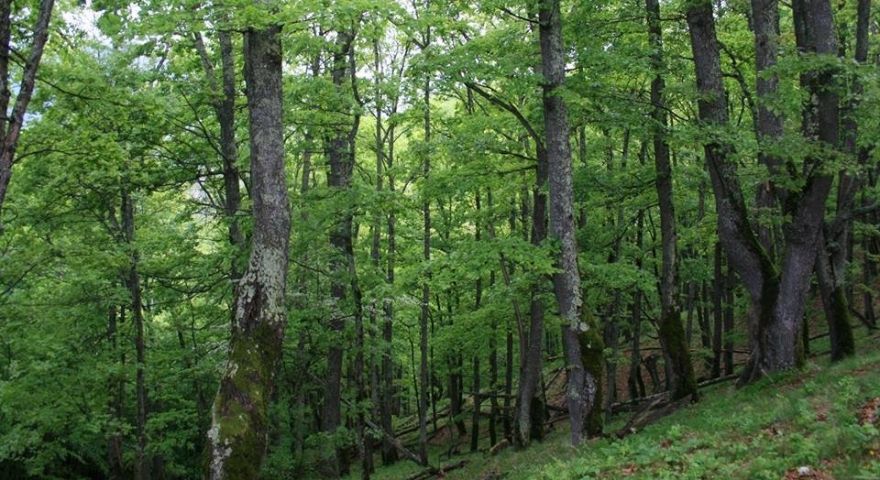 socrul-sef-peste-paduri