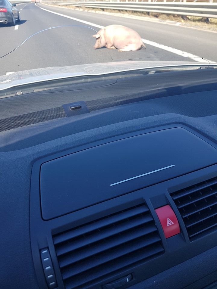 72607735_10217815471770715_7543277029337071616_n