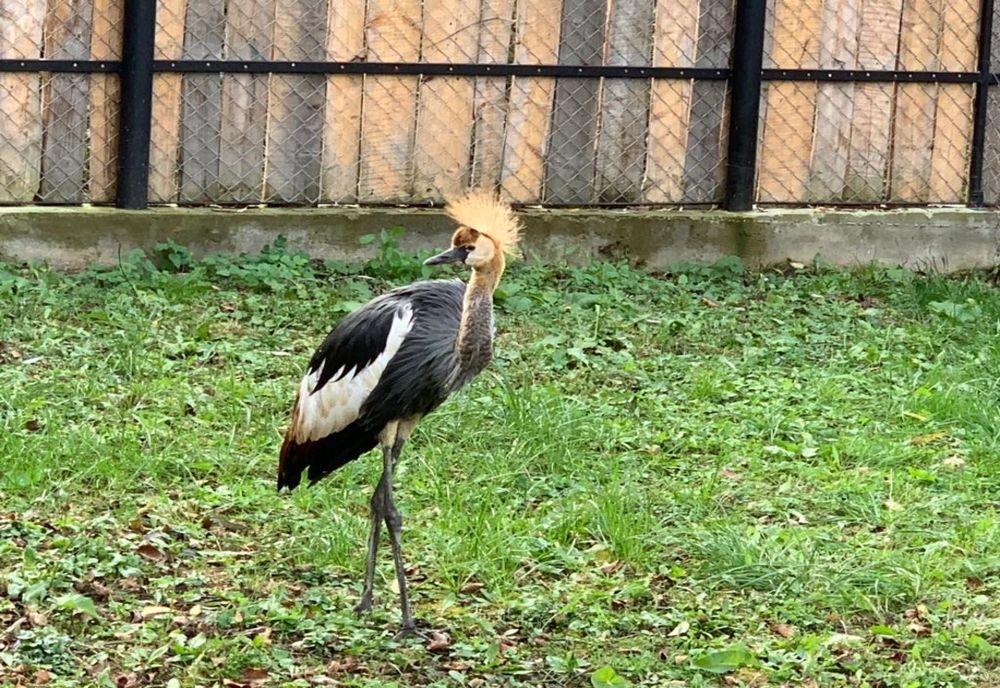 Gradina Zoologică din Sibiu mai bogată cu un vultur sur și un cocor cu coroană cenușie