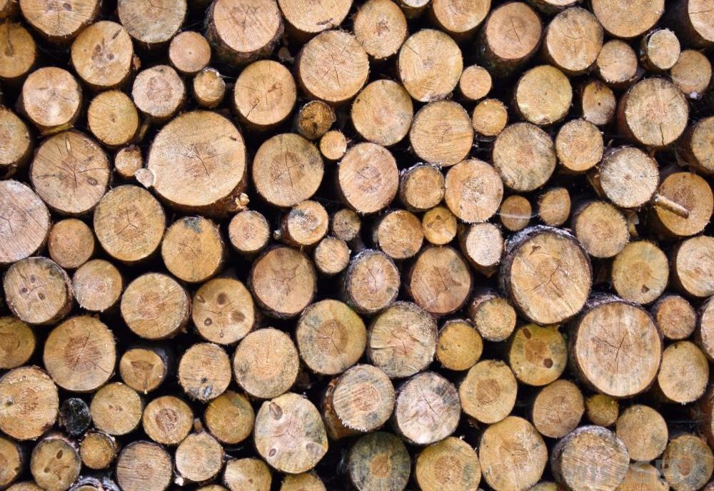 Mai mulți bărbați din Hoghilag sunt cercetați penal după ce au sustras 2,14 mc de lemn dintr-un ocol silvic