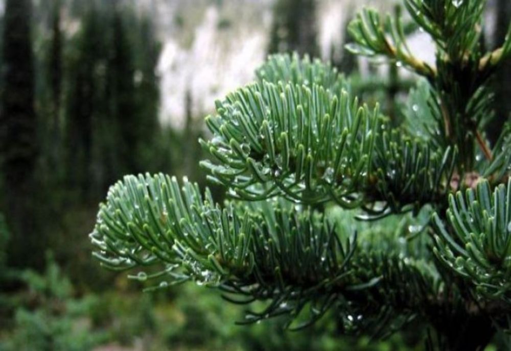  200 de kilograme de cetină, confiscate de polițiștii din Arpașu de Jos