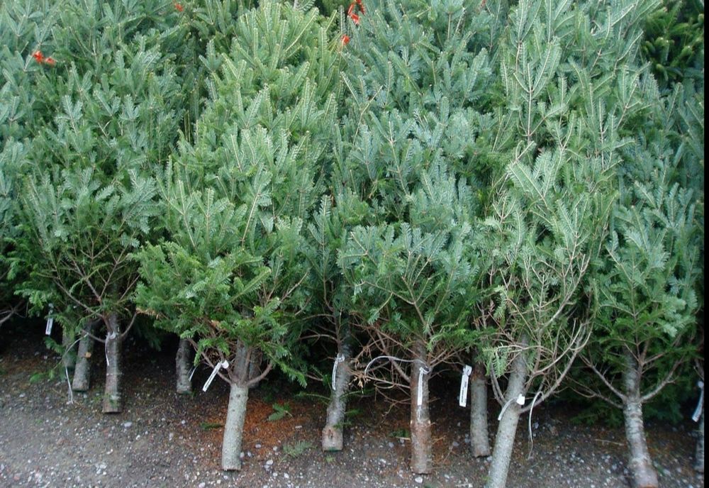 Amendă de 5.000 de lei pentru un sibian care transporta, ilegal, 26 de brazi