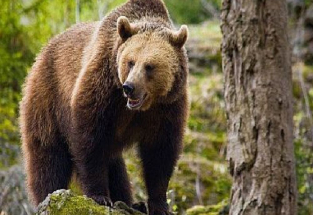 Ce să faceți dacă vedeți ursul. Recomandările Inspectoratului Județean de Jandarmi Sibiu