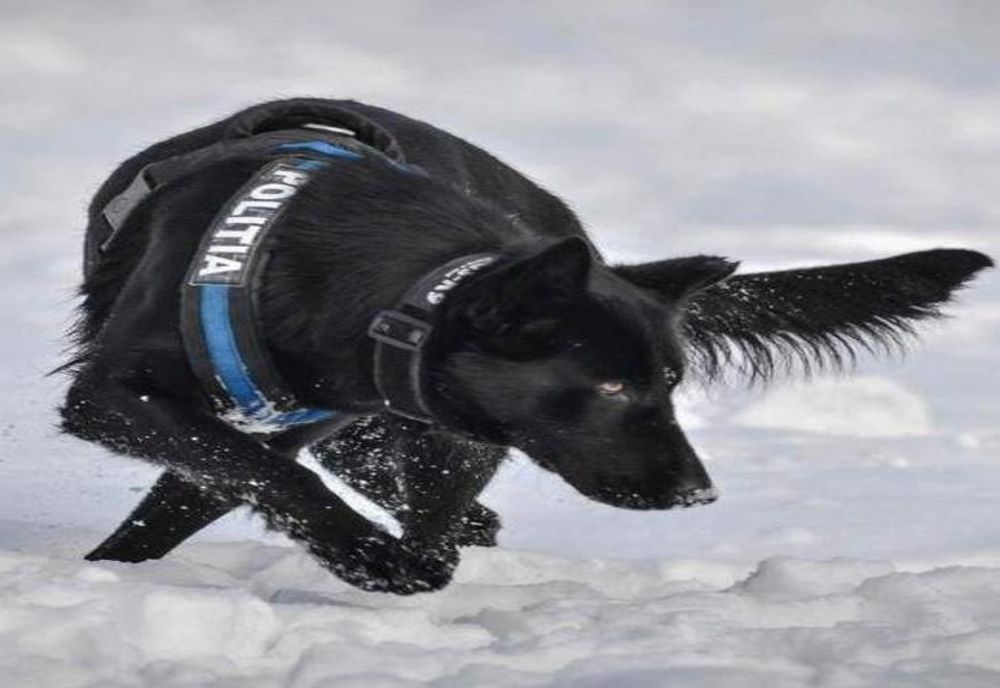 Câinele Teba care a prins criminalul dublei crime din Satu Mare, școlit la Sibiu