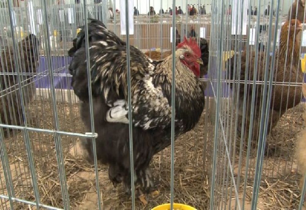 Expoziție de găini, lebede și iepuri, în ianuarie, la Sibiu