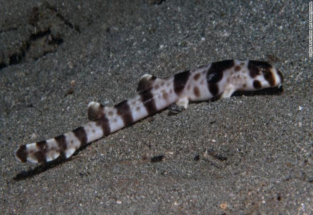 Oamenii de știință au descoperit patru noi specii de rechini care "merg"