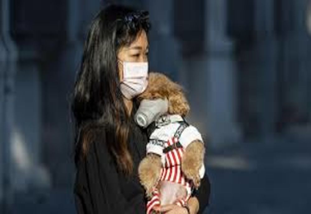 Câine de companie, testat pozitiv pentru coronavirus