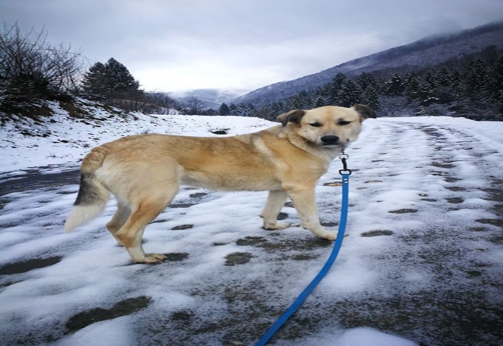 Cățelușa Cristinei Țopescu, Bonnie, își caută familie în Sibiu. Este ascultătoare și iubitoare