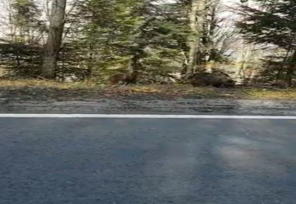 VIDEO | Au reapărut urșii pe Transfăgărășan