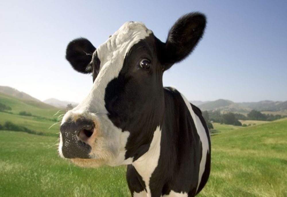 Un localnic din Buzd a rămas fără vițel. Polițiștii caută hoții