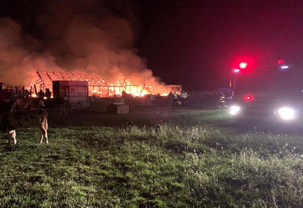 Incendiu în zona Lunca Seviș. Peste 100 de animale au fost evacuate și salvate