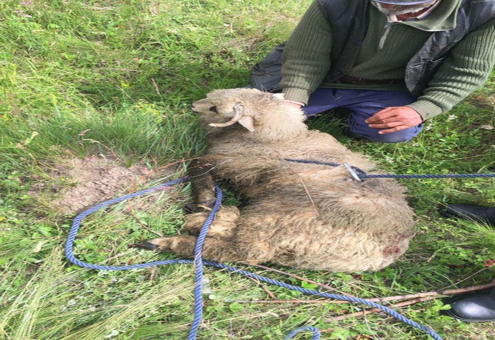 O oaie care a căzut într-un canal adânc de opt metri, salvată de pompieri