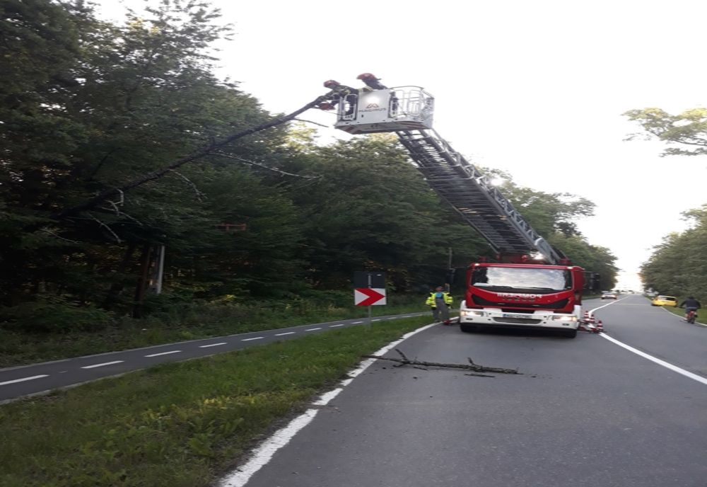 Un copac a căzut pe firele de tramvai, la ieșire din Sibiu spre Rășinari