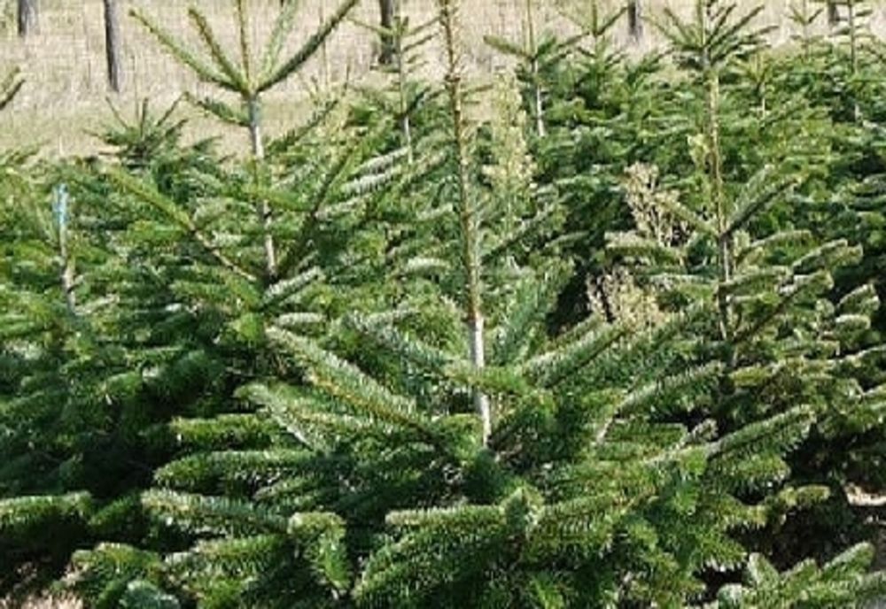 Pomi de Crăciun expediați fără documente specifice de transport