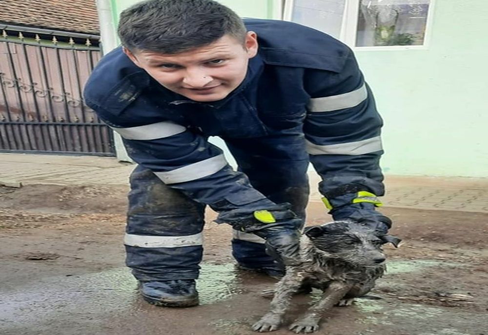 Un câine blocat într-un canal a fost salvat de pompierii din Sibiu