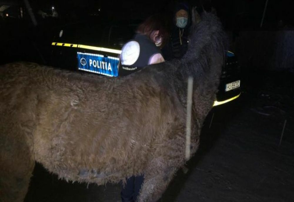 Primul ordin de plasare emis, primul animal salvat, la Sibiu