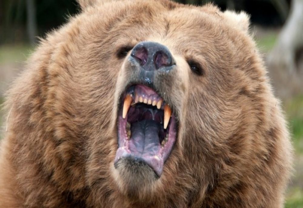 Bărbat atacat de urs, la Sibiu! A intervenit şi ISU Braşov!