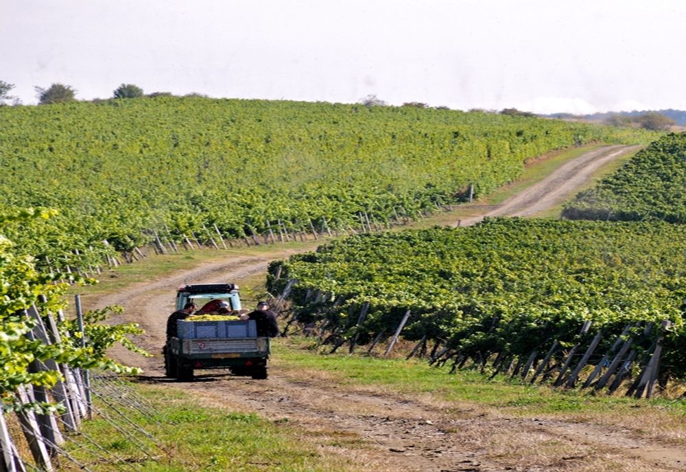 USAMV Cluj-Napoca organizează prima ediție a Vinea Apoldia Maior Fest, la Apoldu de Sus