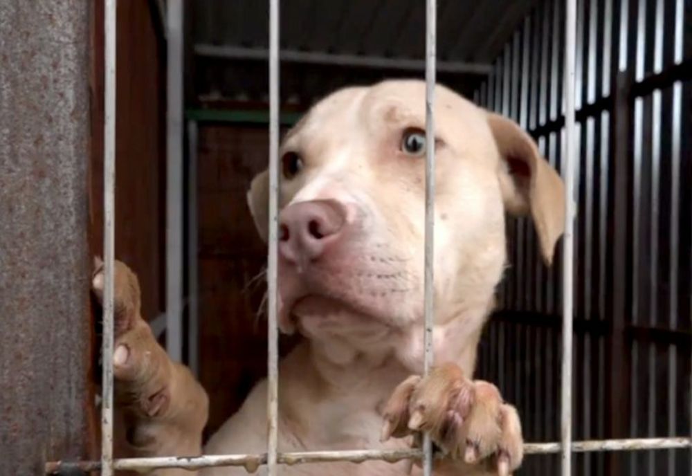 Gata cu uciderea câinilor sănătoși! Lege istorică în România: animalele primesc drepturi și nu mai pot fi eutanasiate